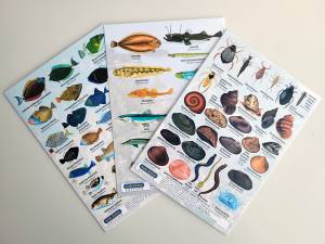 sub-base - 3 x Fischfaltblatt - Ostsee, Rotes Meer, Süßwasser - zur Fischbestimmung