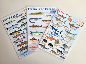 sub-base - 3 x Fischfaltblatt - Ostsee, Rotes Meer, Süßwasser - zur Fischbestimmung