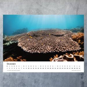 OCEANS HOPE - Fotokalender 2025 - 42 x 30 cm - Jahreskalender, Wandkalender 2025