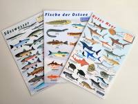 sub-base - 3 x Fischfaltblatt - ...